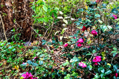 Small camellia with a bush habit next to River Birch tree.