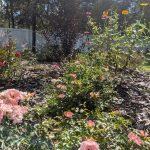 drift roses zinnia crape myrtle muhly grass