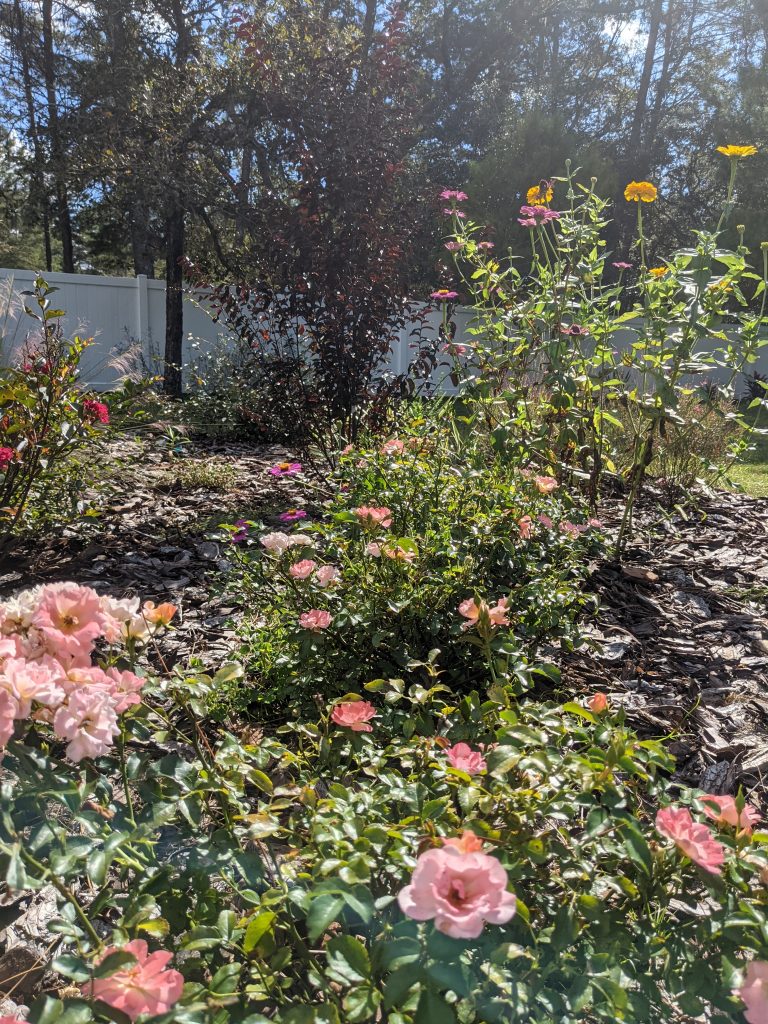 drift roses zinnia crape myrtle muhly grass