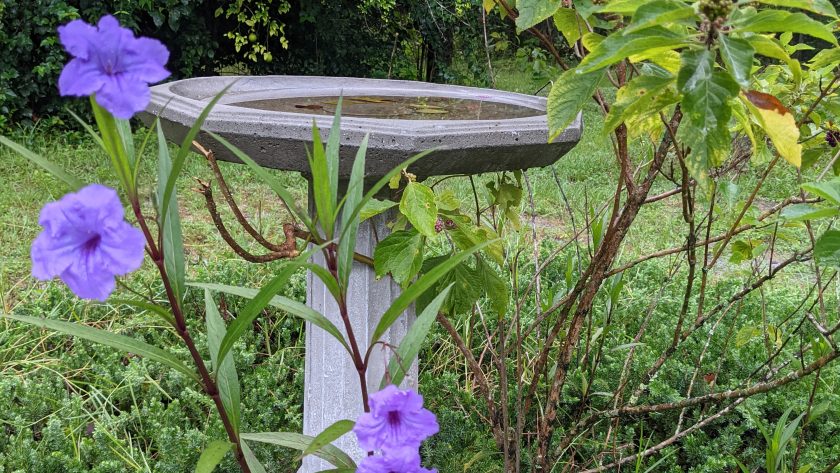 Ruellia/Mexican Petunia varieties may be on the invasive list