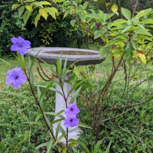 Ruellia/Mexican Petunia varieties may be on the invasive list
