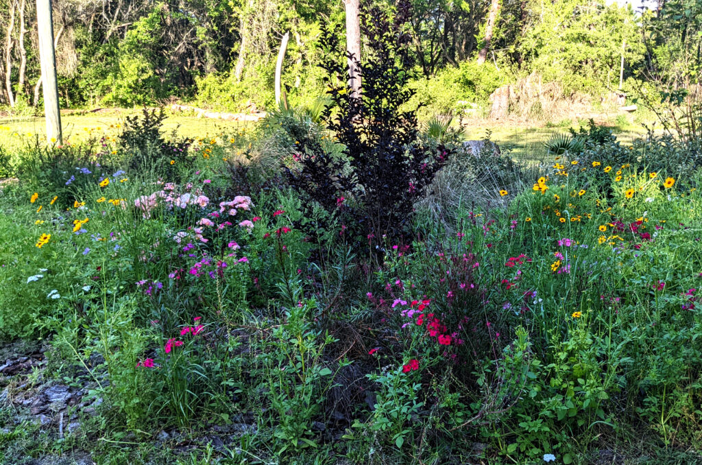 coreopsis (tick seed) phlox drift roses black diamond crape myrtle muhly grass gaura and more