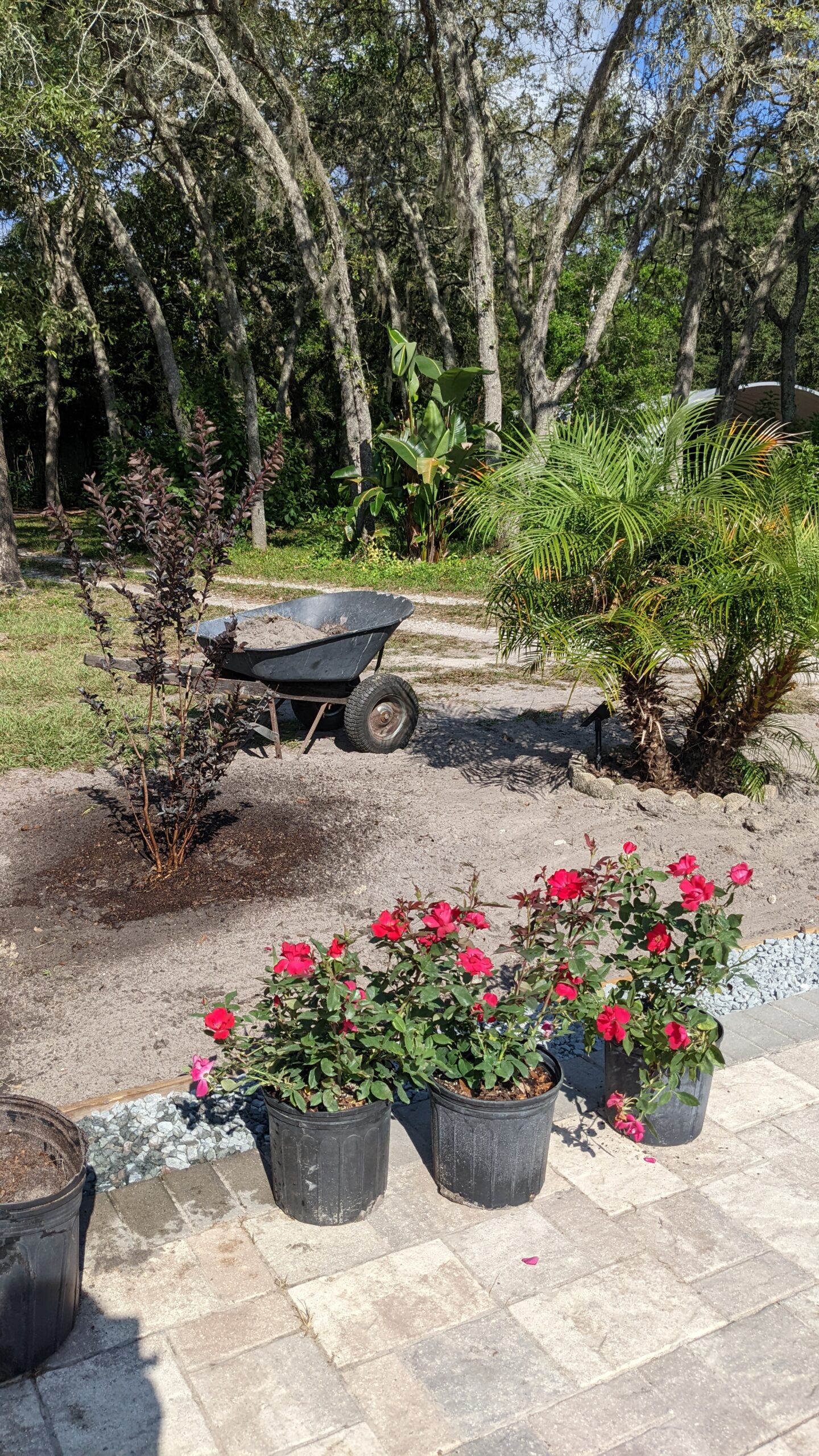 planting roses and a crepe myrtle alongside the RV pad