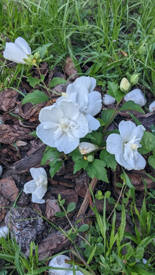 white chiffon rose of sharon