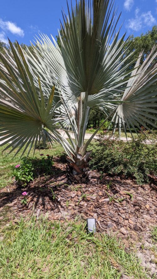 bismarck palm