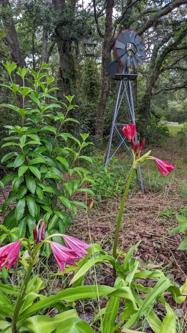 crinums with windmill