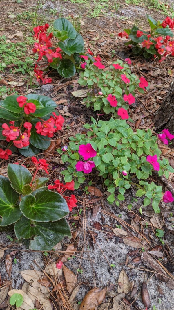 red begonias with impatiens