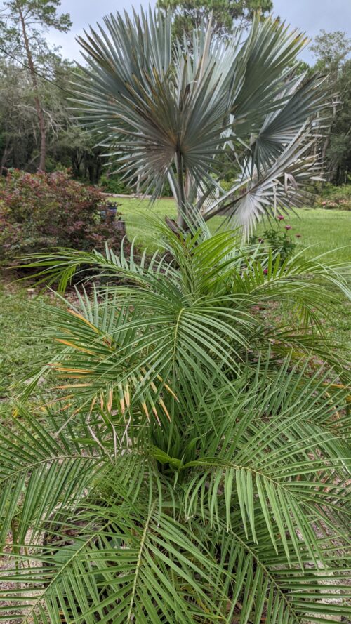 pygmy date palm roebelinii