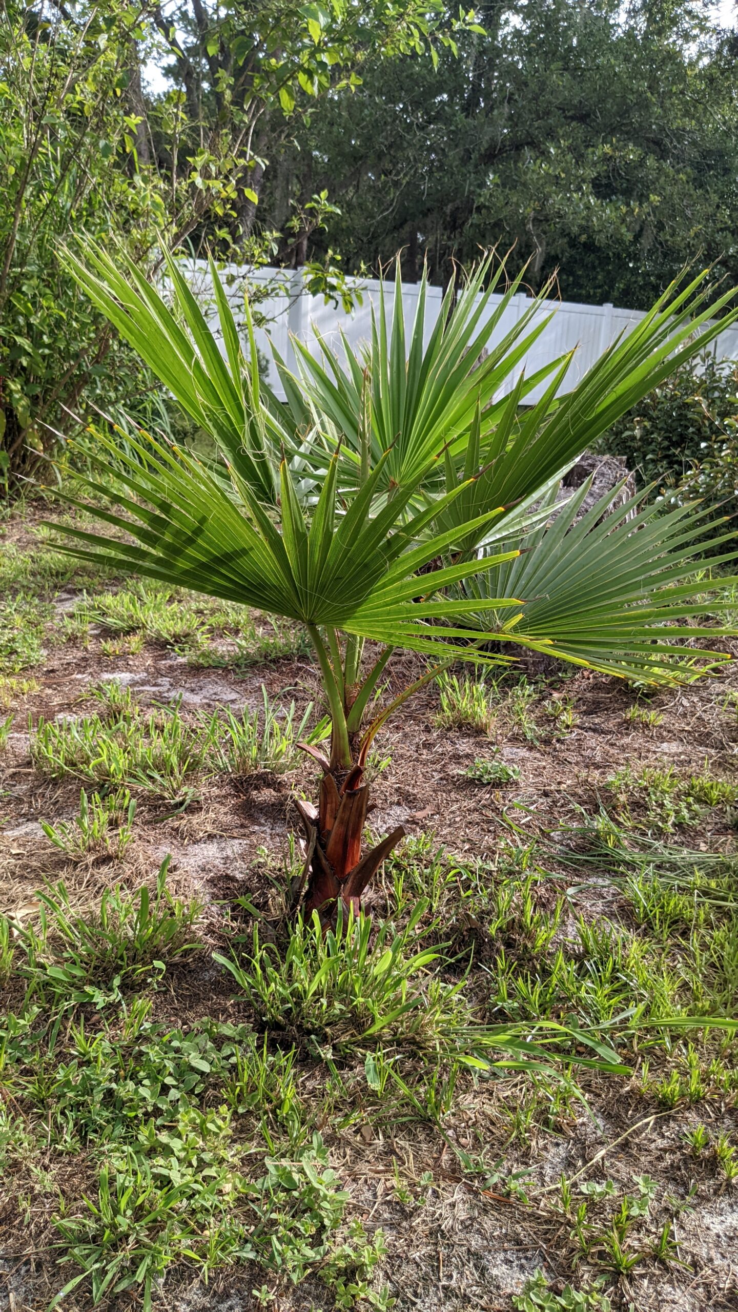 washingtonia palm tree