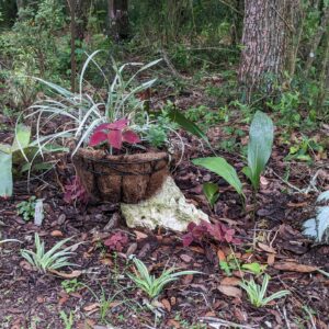 hanging basket, coleus, spider plants liriope, cast iron plant, angel wing begonia