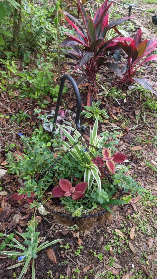 spider plant, hawaiian ti plant, coleus, spider plant, blue daze