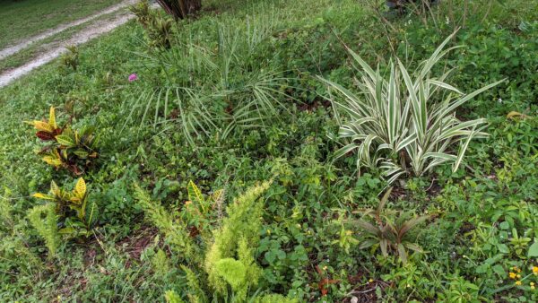 baby pindo palm with flax, perennial peanut and foxtail fern
