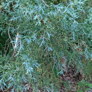 arizona cypress