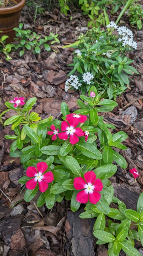 red vinca with white throats and a white penta in the background