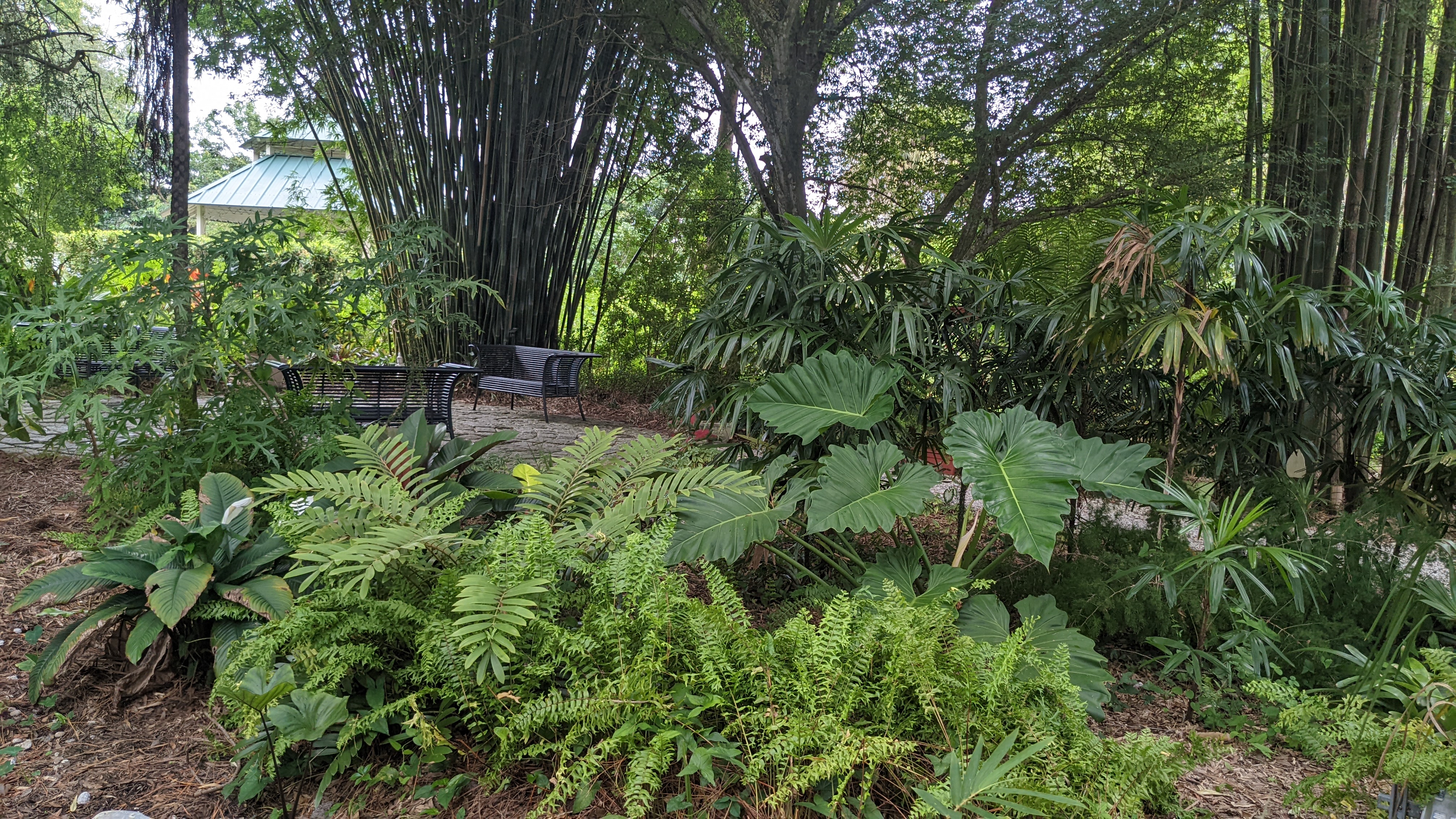 bamboo, ferns, alocasia stream, lady palm and bridge looking into meditation area