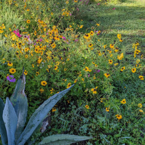 agave tick seed coreopsis