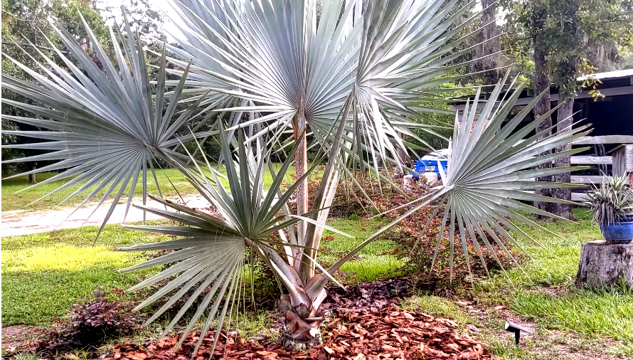 bismarck palm with loropetalum