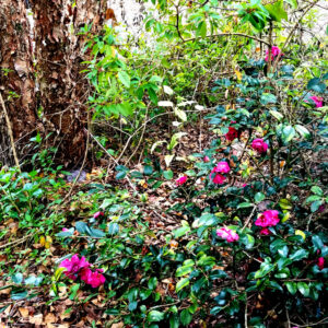 camellia, river birch, thryallis