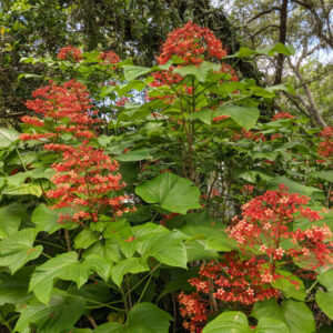 pagoda flower clerodendron
