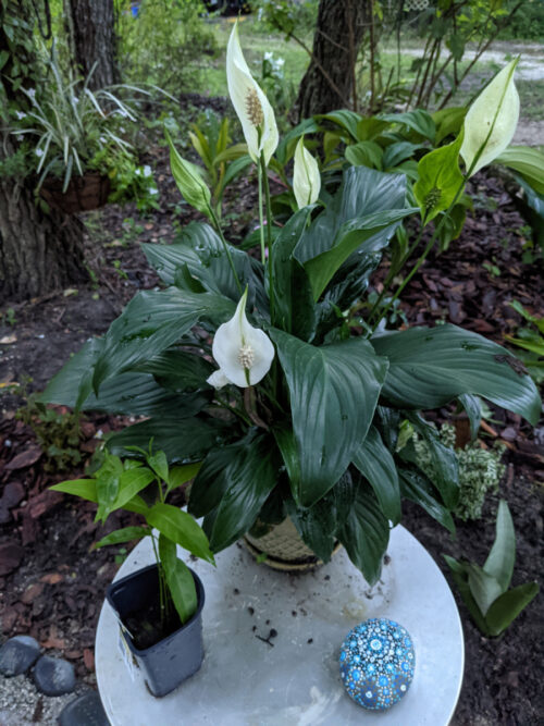 peace lily in pot