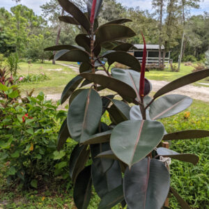 ficus rubber tree plant