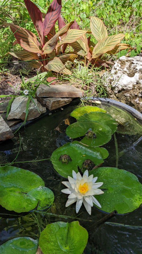 frogs on waterlilies