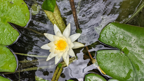 water lily acquatic plant