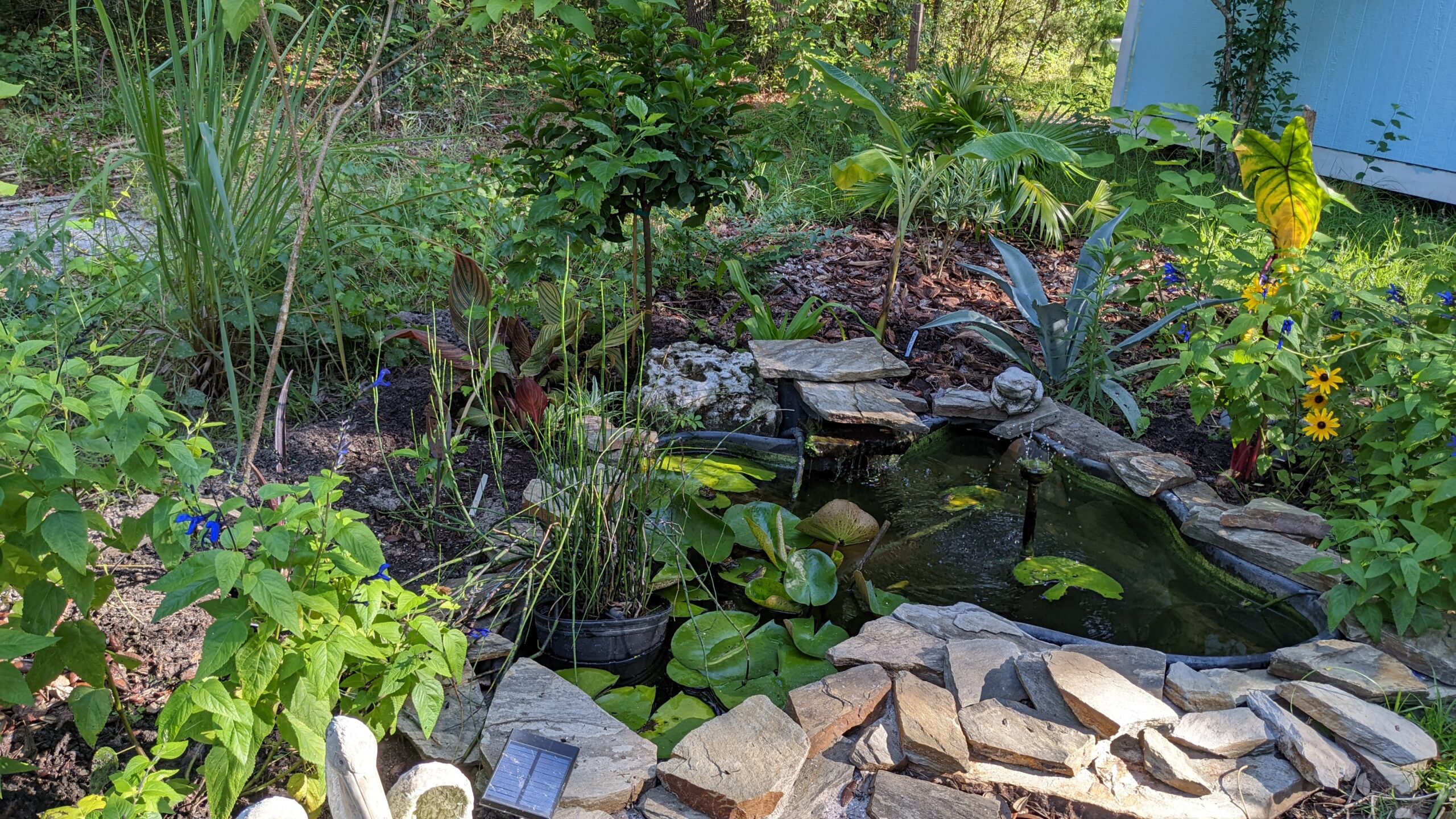 pond with lily, horsetail reed, banana, hibiscus, agavve, salvia and more