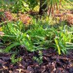five low growing (2-3') baby crepe myrtles in front of crinum lilies and Joseph's coat