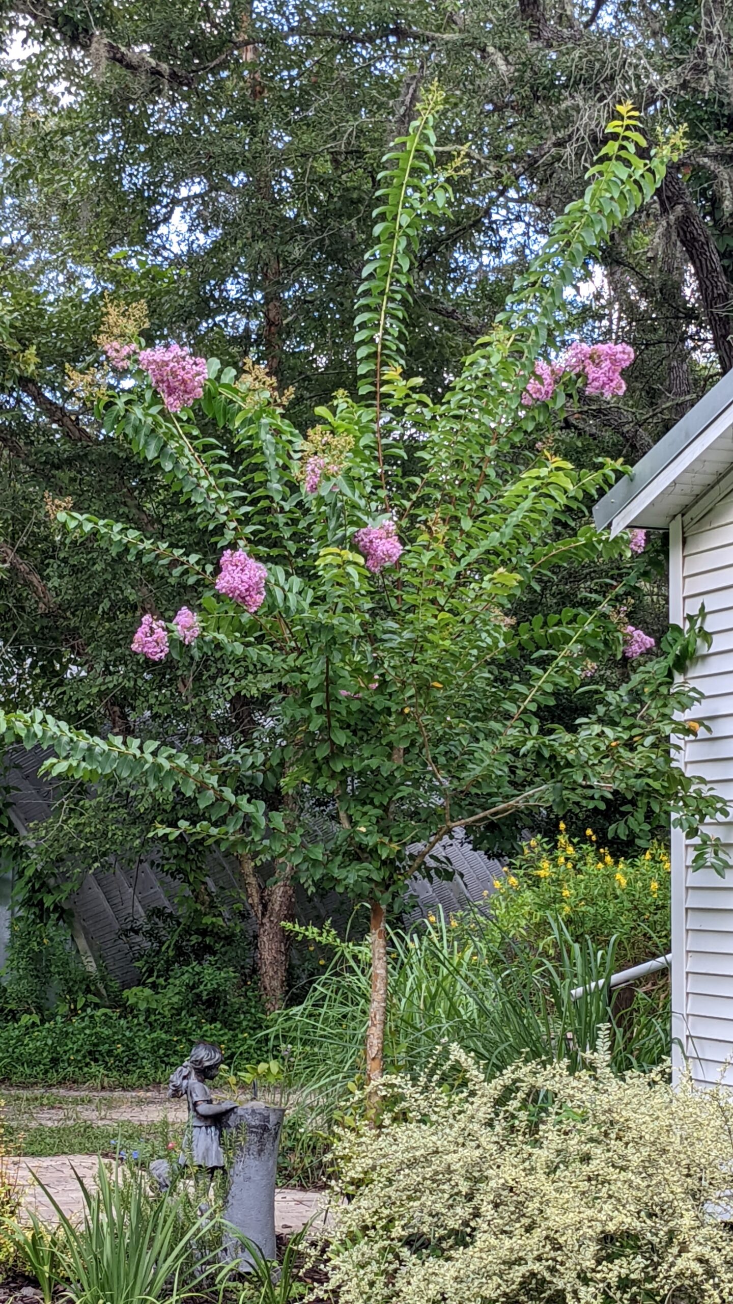 pink crepe myrtle standard tree