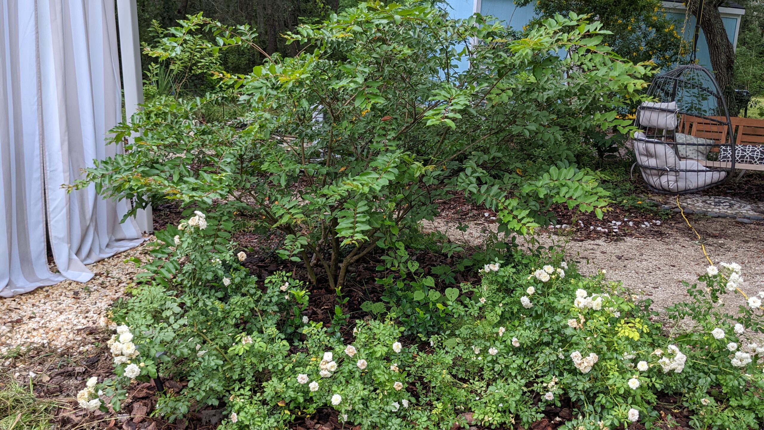 crepe myrtle: white natchez with white drift roses