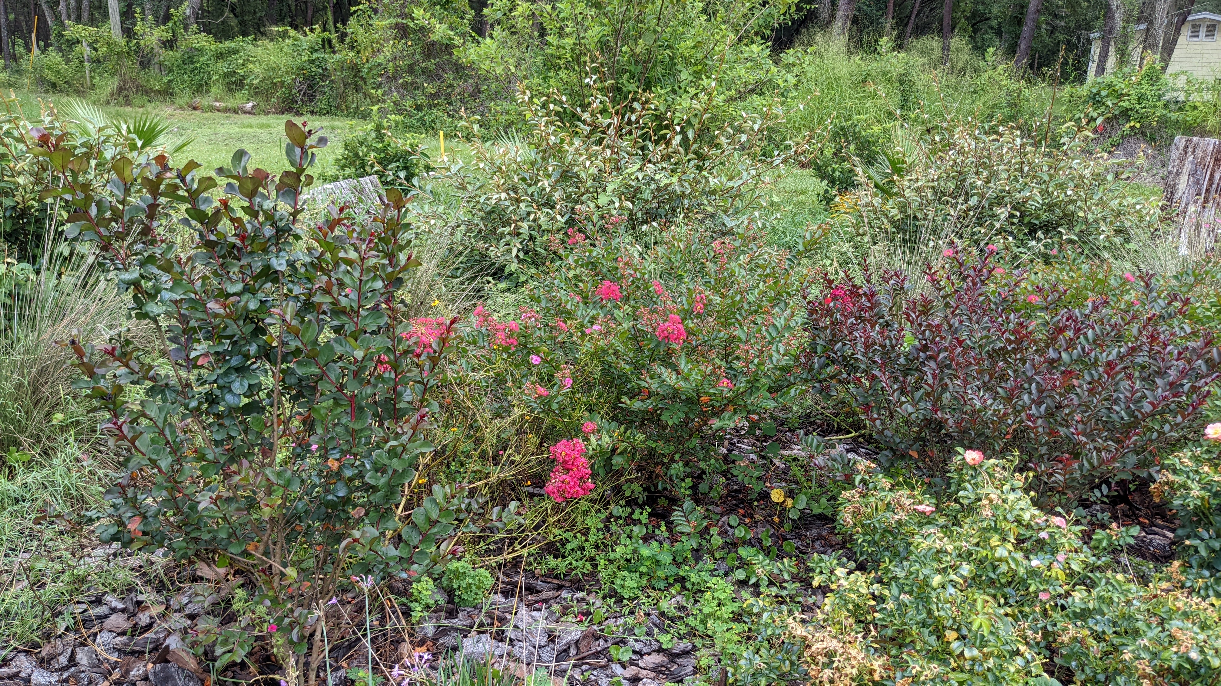 three two-foot crepe myrtle shrubs with raspberry flowers and a taller tree variety that is still juvenile