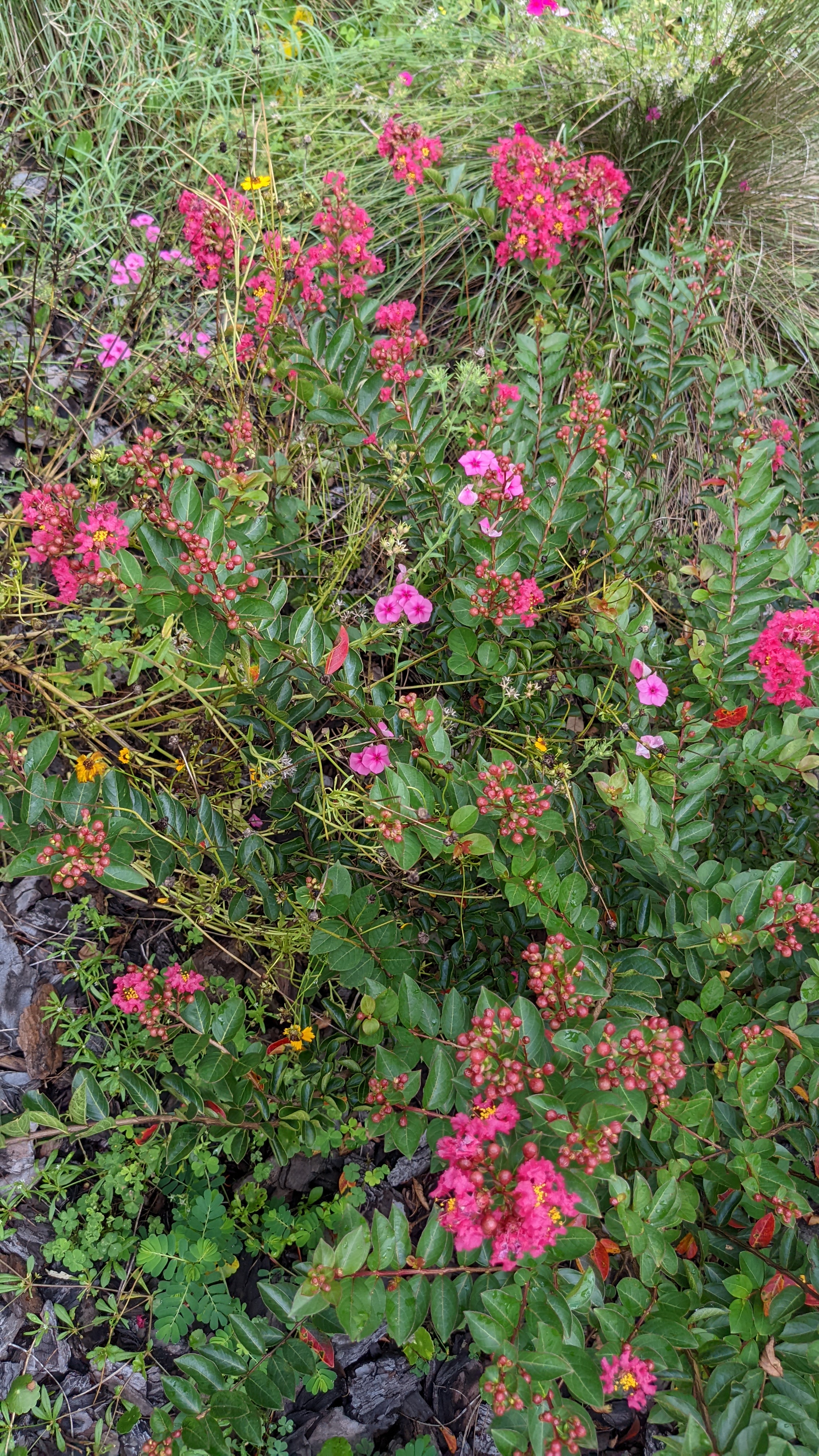 crepe myrtle shrub with raspberry flowers