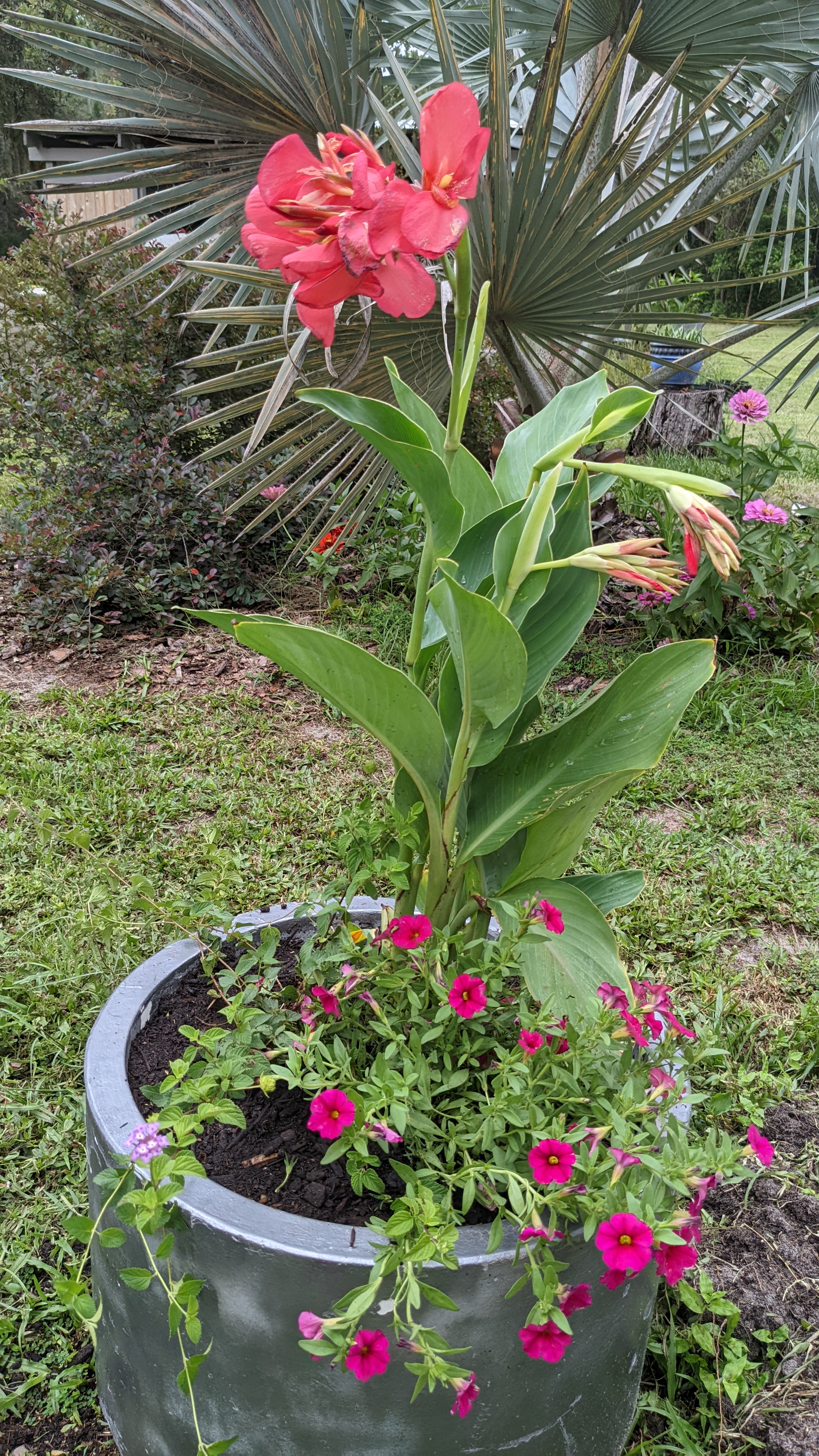 canna lily with calibrachoa and lantana