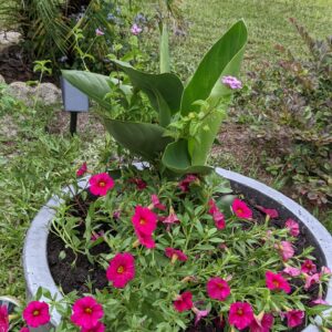 canna lily with calibrachoa and lantana