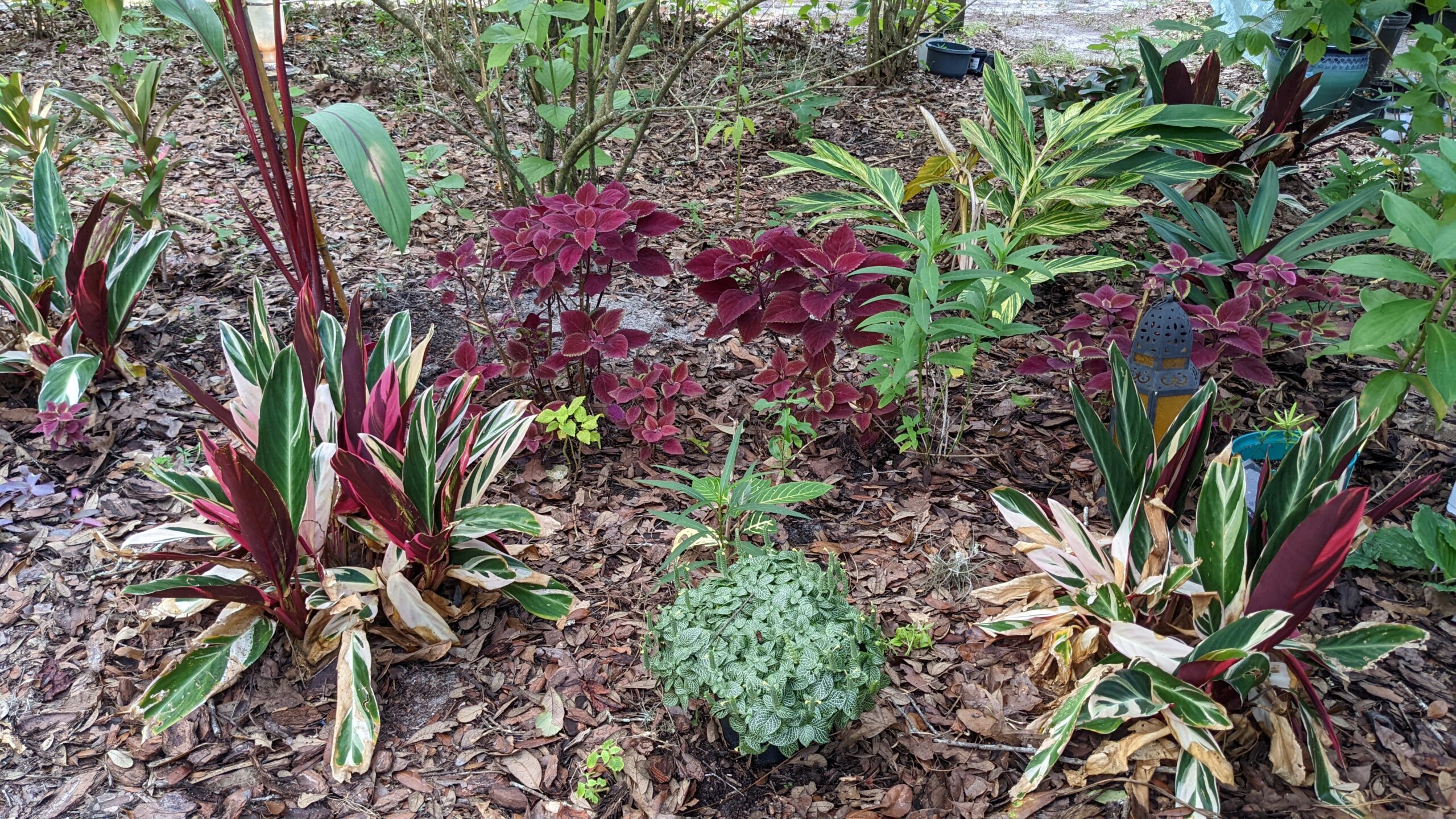 shade garden with coleus, gingers, and nerve plant