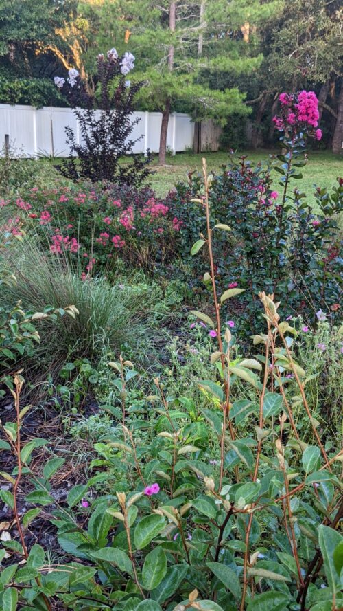 crepe myrtles, muhly grass and silverthorn