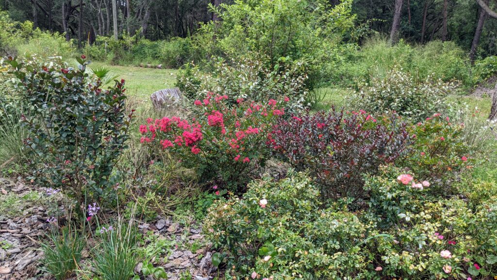 raspberry crepe myrtle bush in bloom