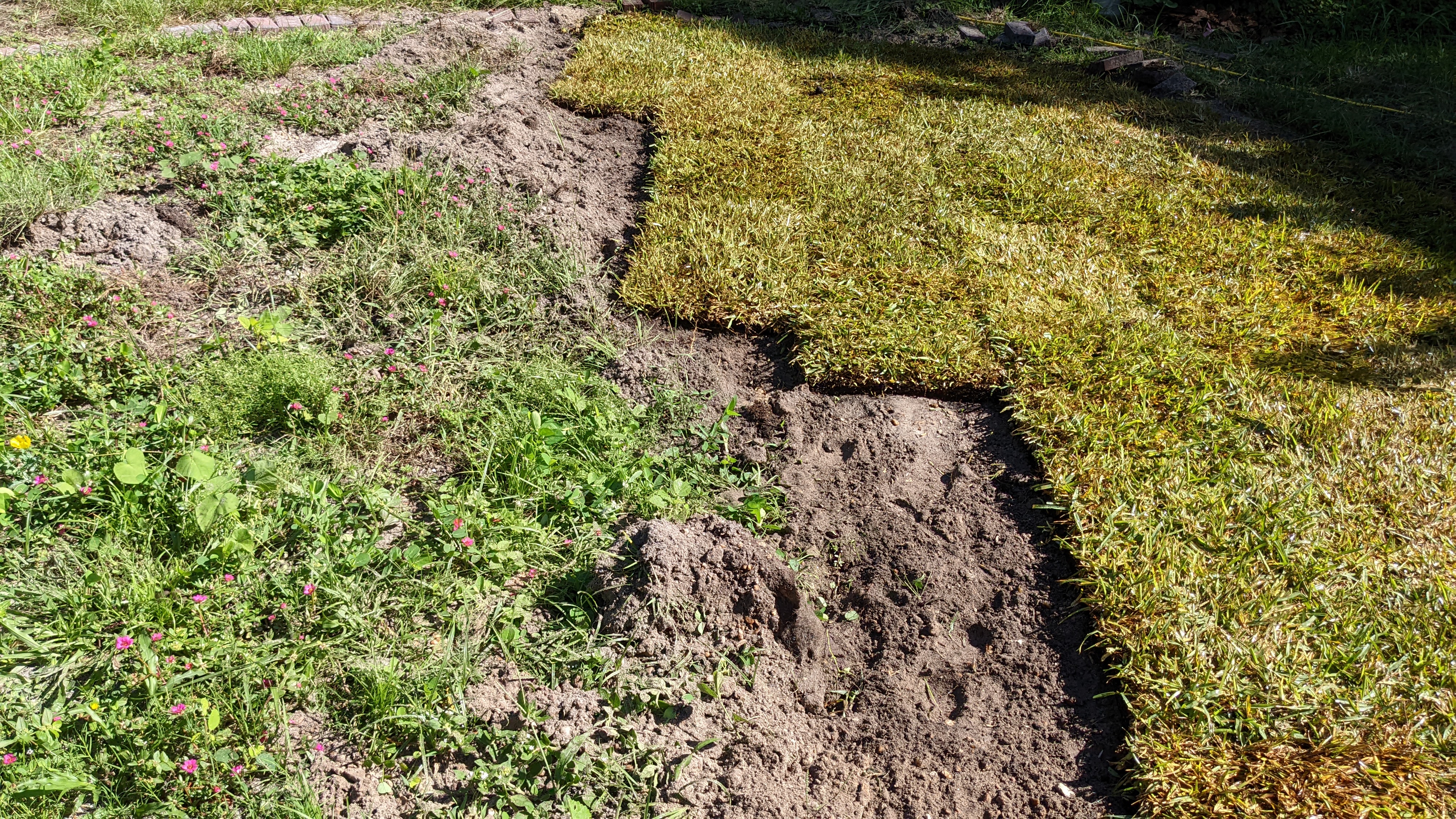 circle lawn before weeds with purslane and after st. augustine in circle lawn