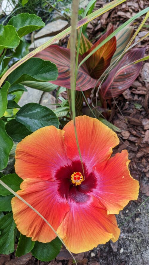fiesta hibiscus flower up close