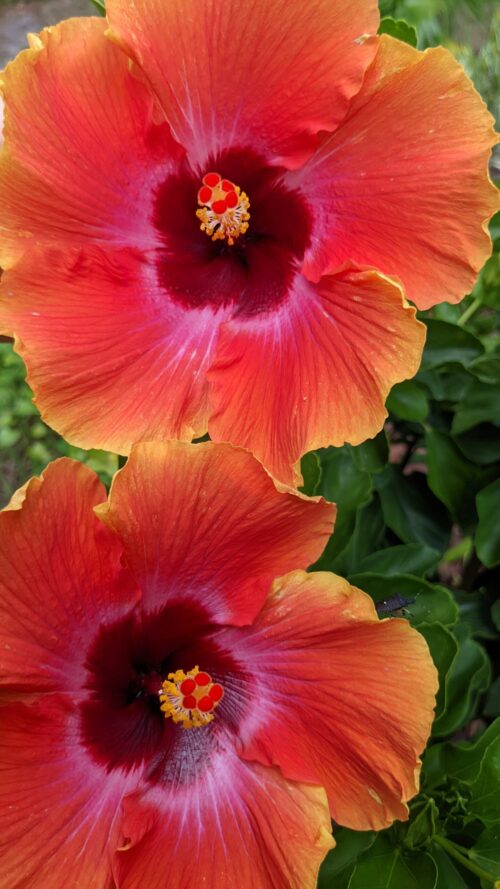 fiesta hibiscus flower up close