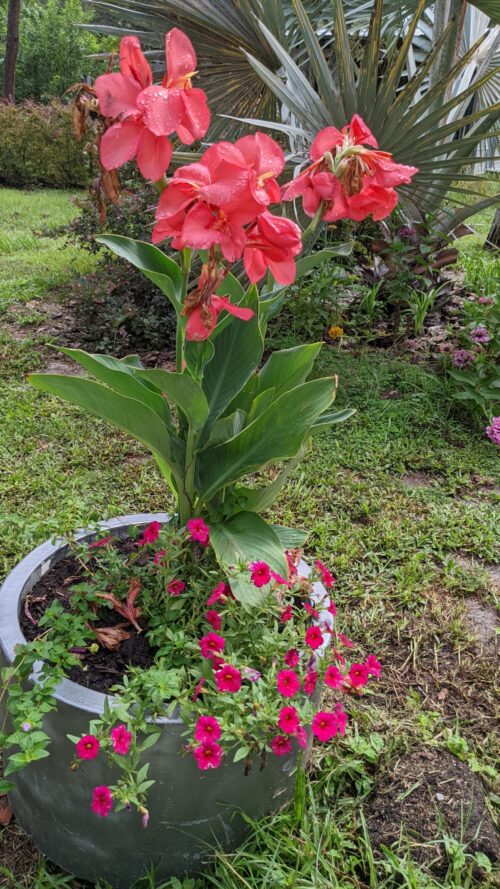 canna lily in pot