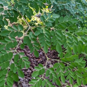 moringa leaves up close