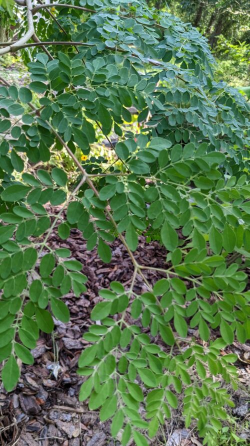 moringa leaves up close
