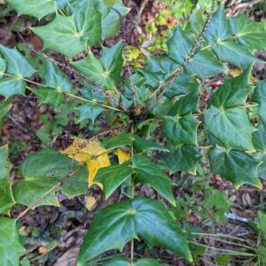 leather leaf mahonia; oregon grape