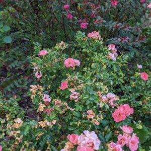 crepe myrtle shrub with drift roses