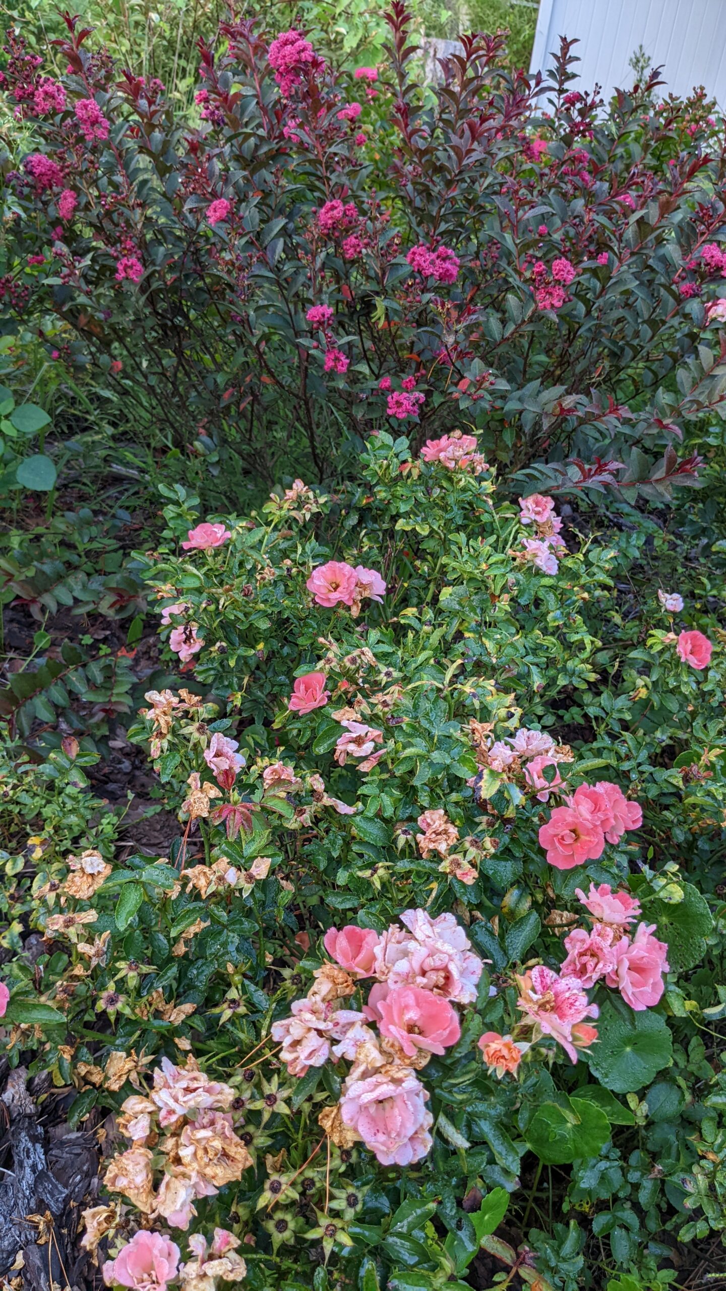 crepe myrtle shrub with drift roses