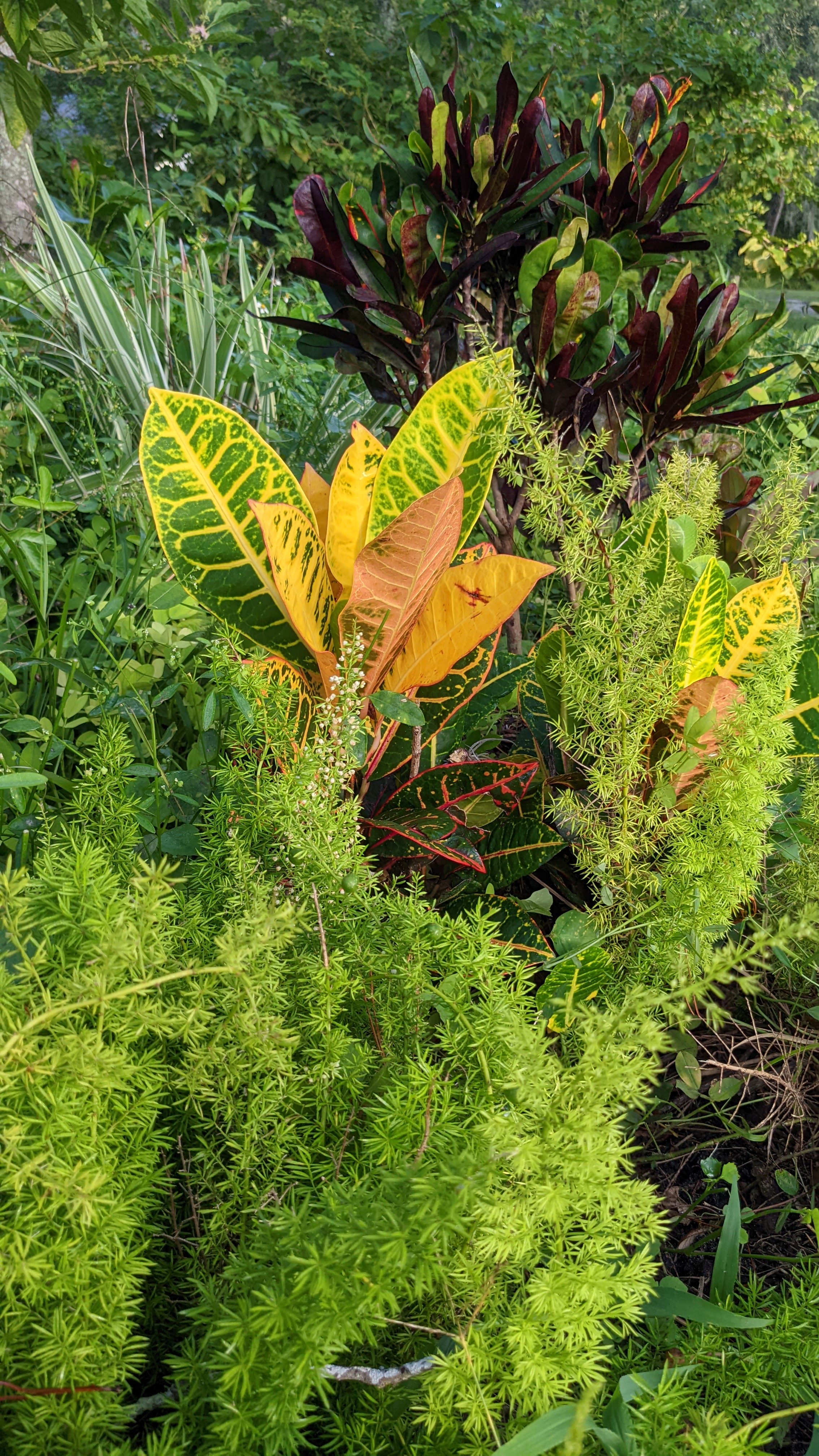 crotons with foxtail fern in perennial peanut
