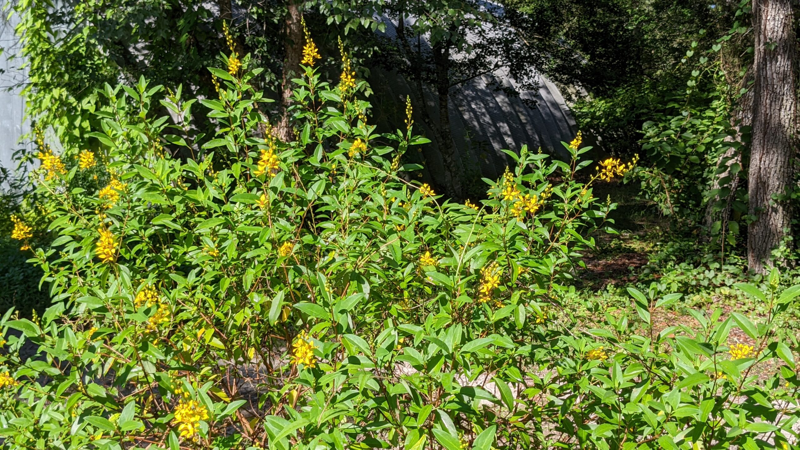 Best evergreens for central Florida zone 9 Avant Gardens