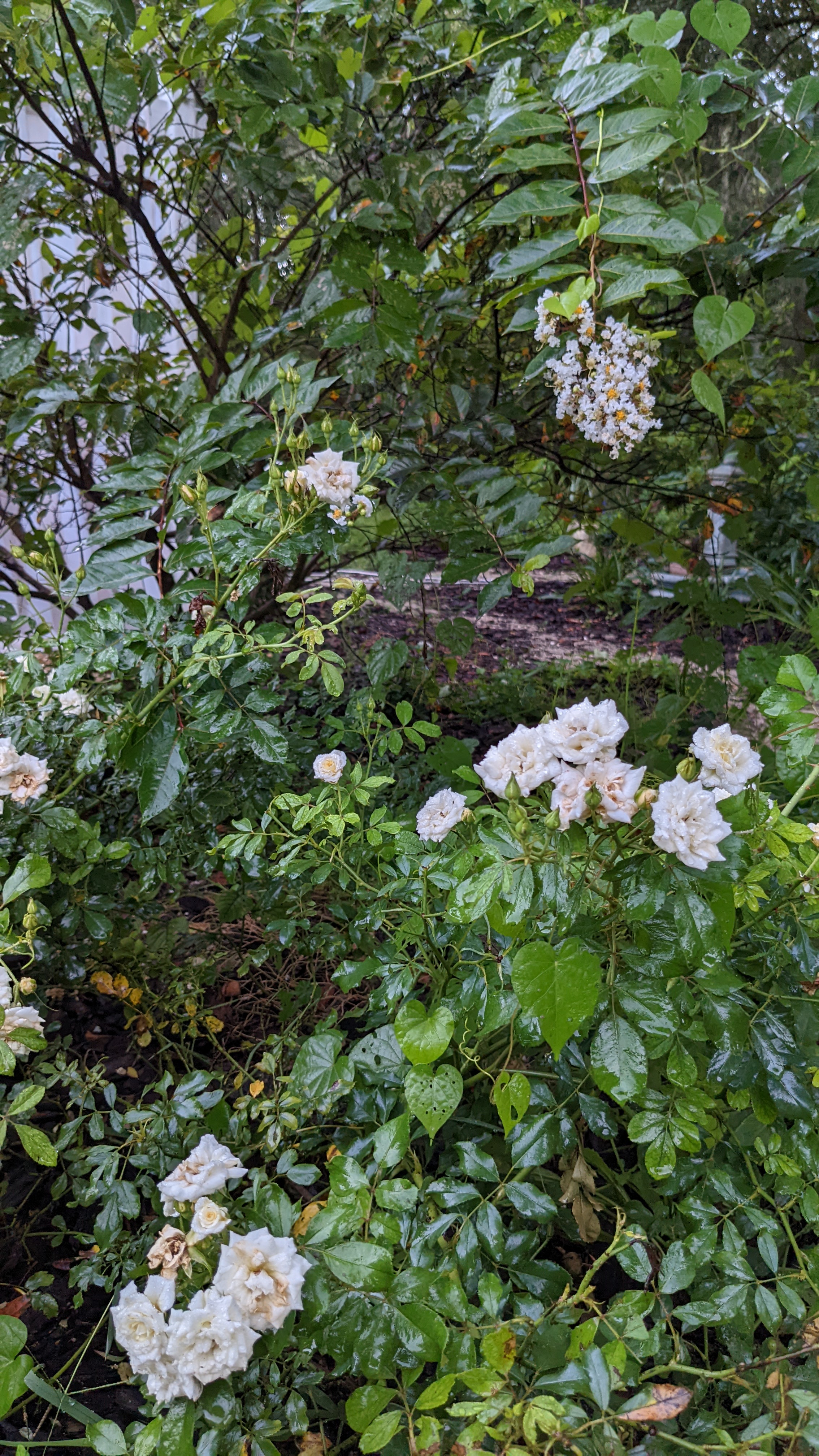white drift roses and crepe myrtle